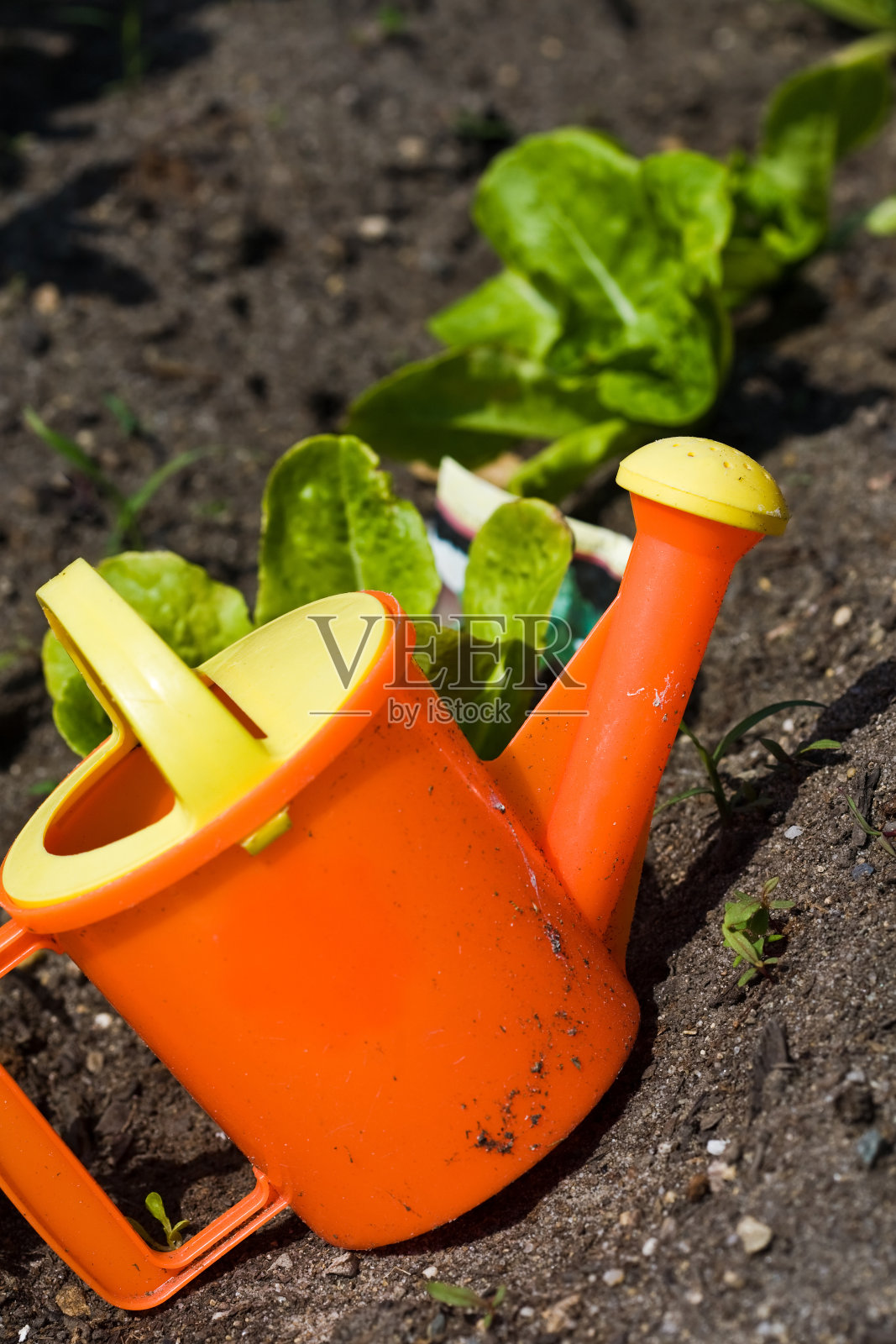 等待给孩子们的花园浇水照片摄影图片