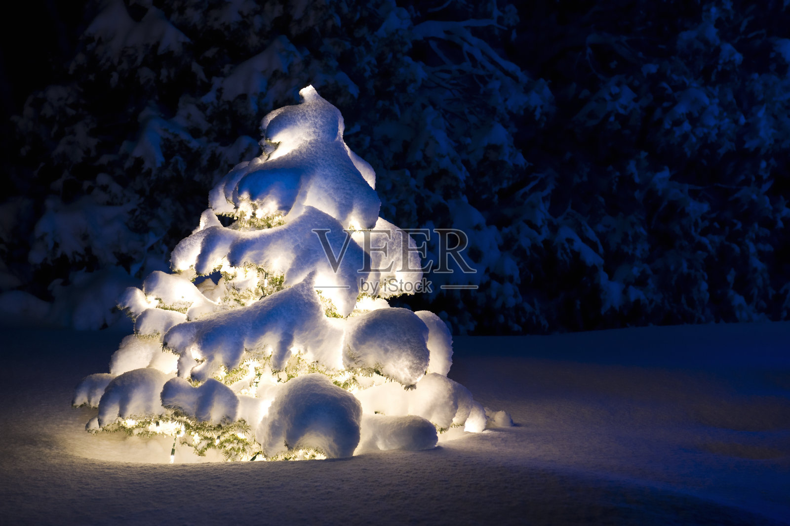 白雪覆盖的圣诞树照片摄影图片