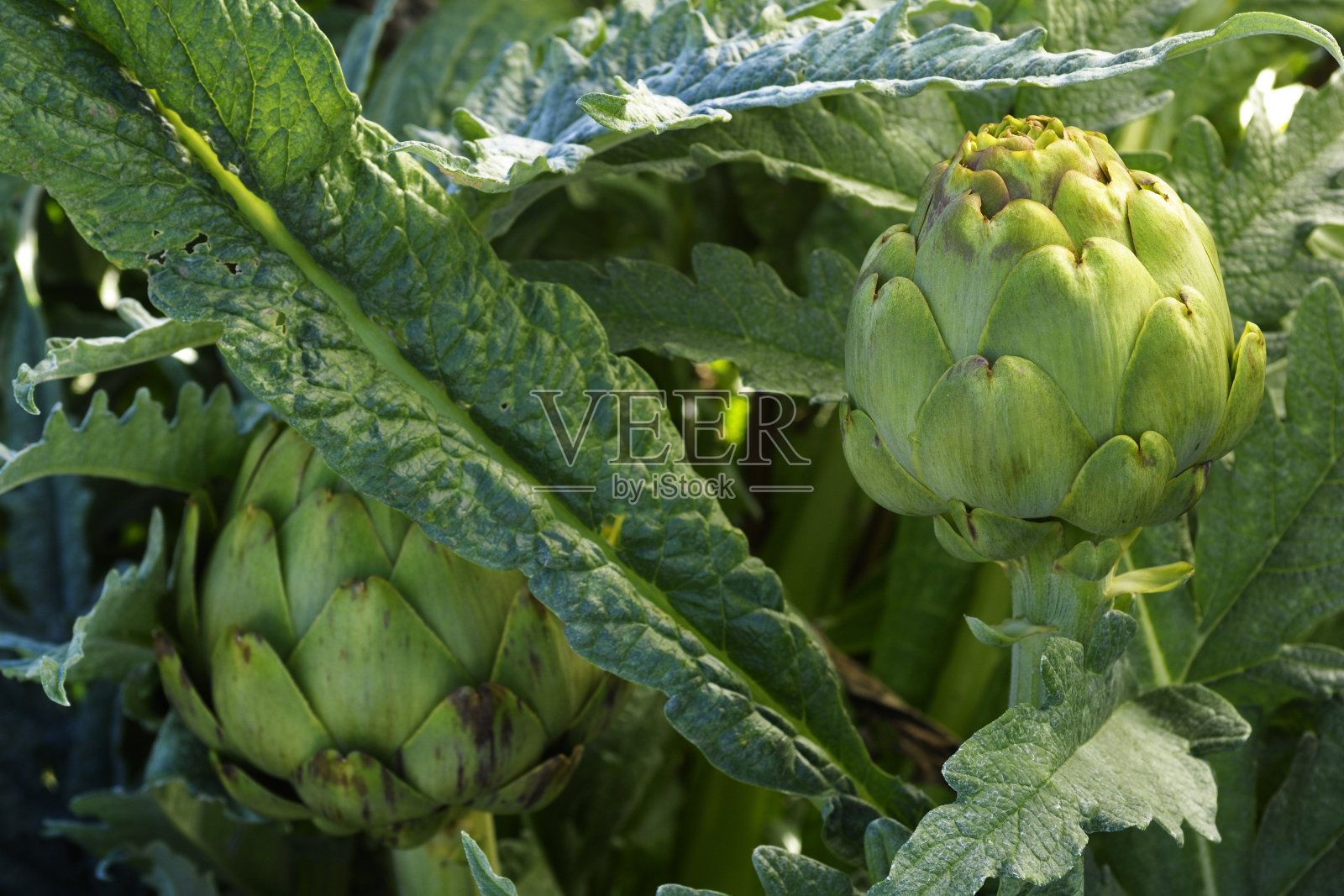 成熟的洋蓟特写照片摄影图片