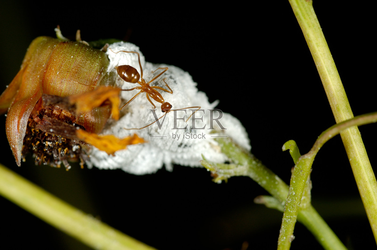 蚂蚁和水蜡虫照片摄影图片