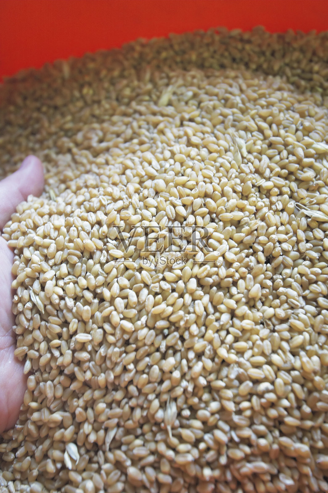 粒小麦照片摄影图片