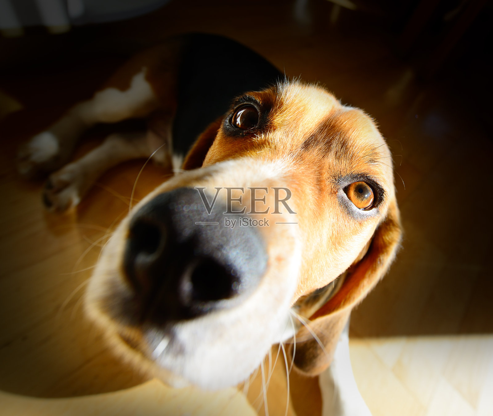 广角拍摄的年轻的比格尔狗,头阳光灿烂照片摄影图片