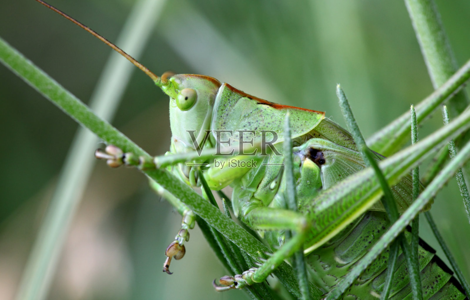 蚱蜢照片摄影图片