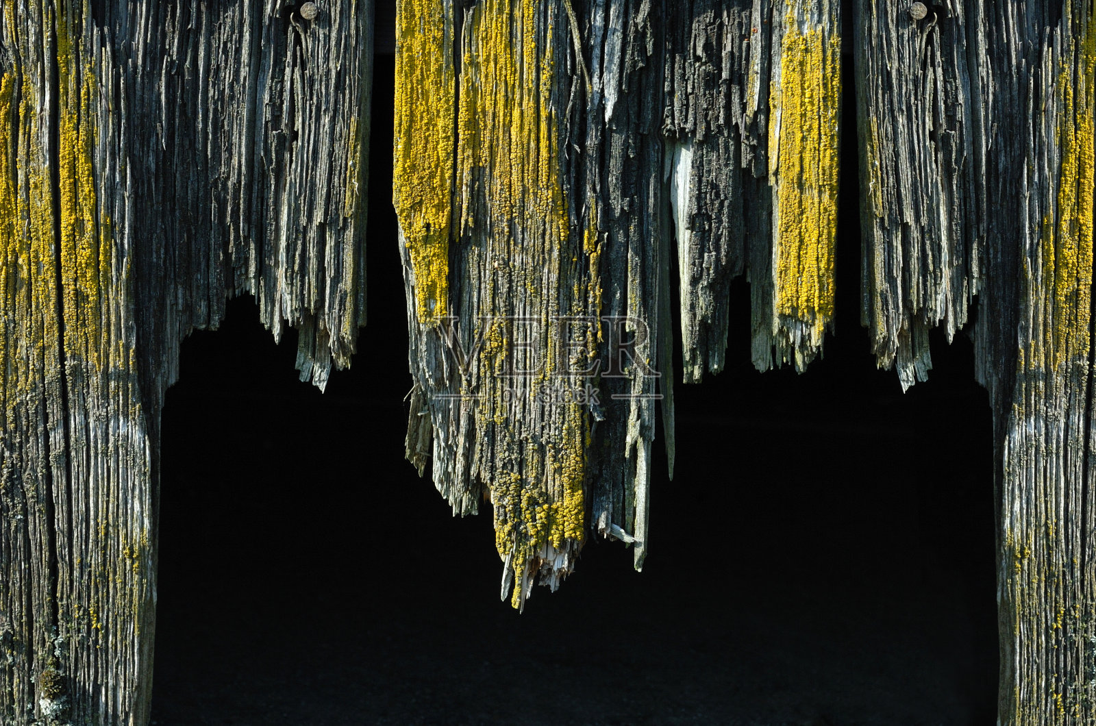 旧木板黄色腐烂的真菌篱笆照片摄影图片