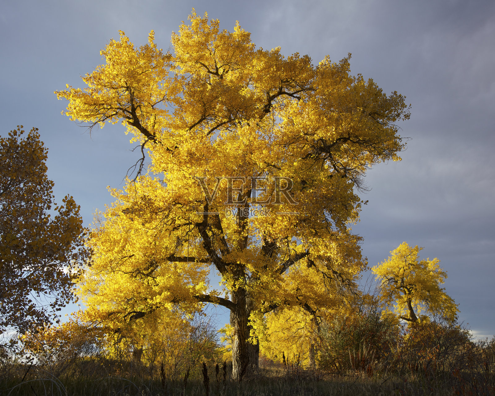 风暴过后的背光秋树照片摄影图片