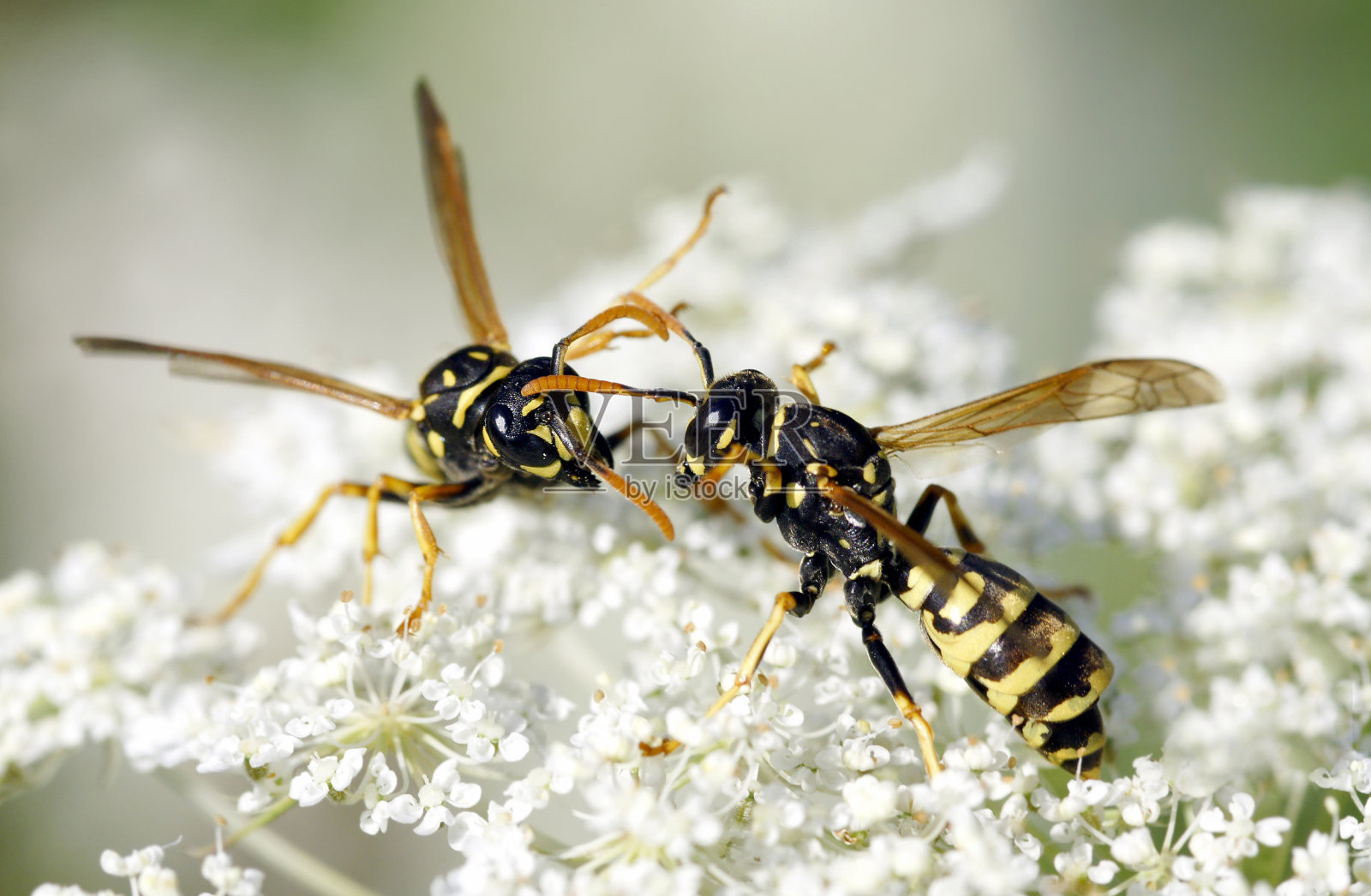 两个黄蜂照片摄影图片