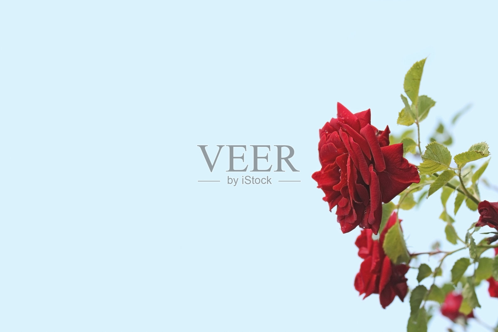 夏天的玫瑰照片摄影图片