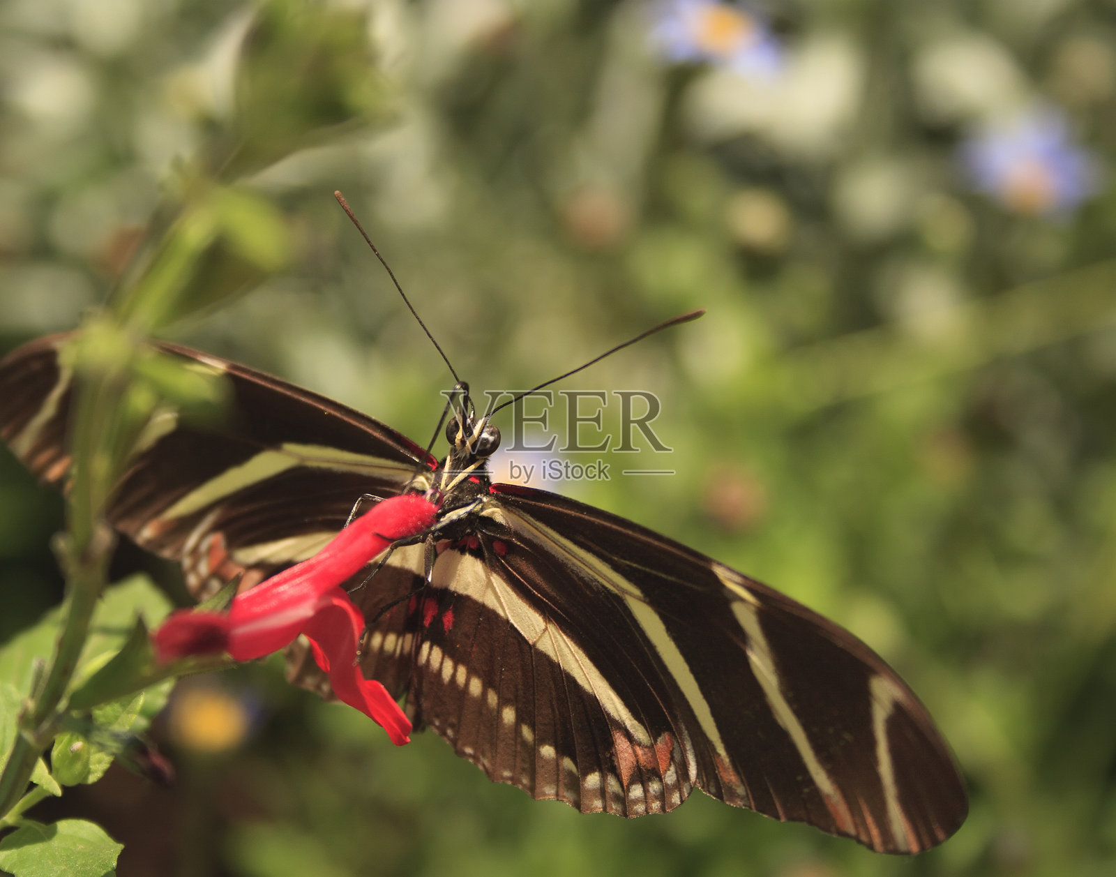 饥饿的蝴蝶照片摄影图片