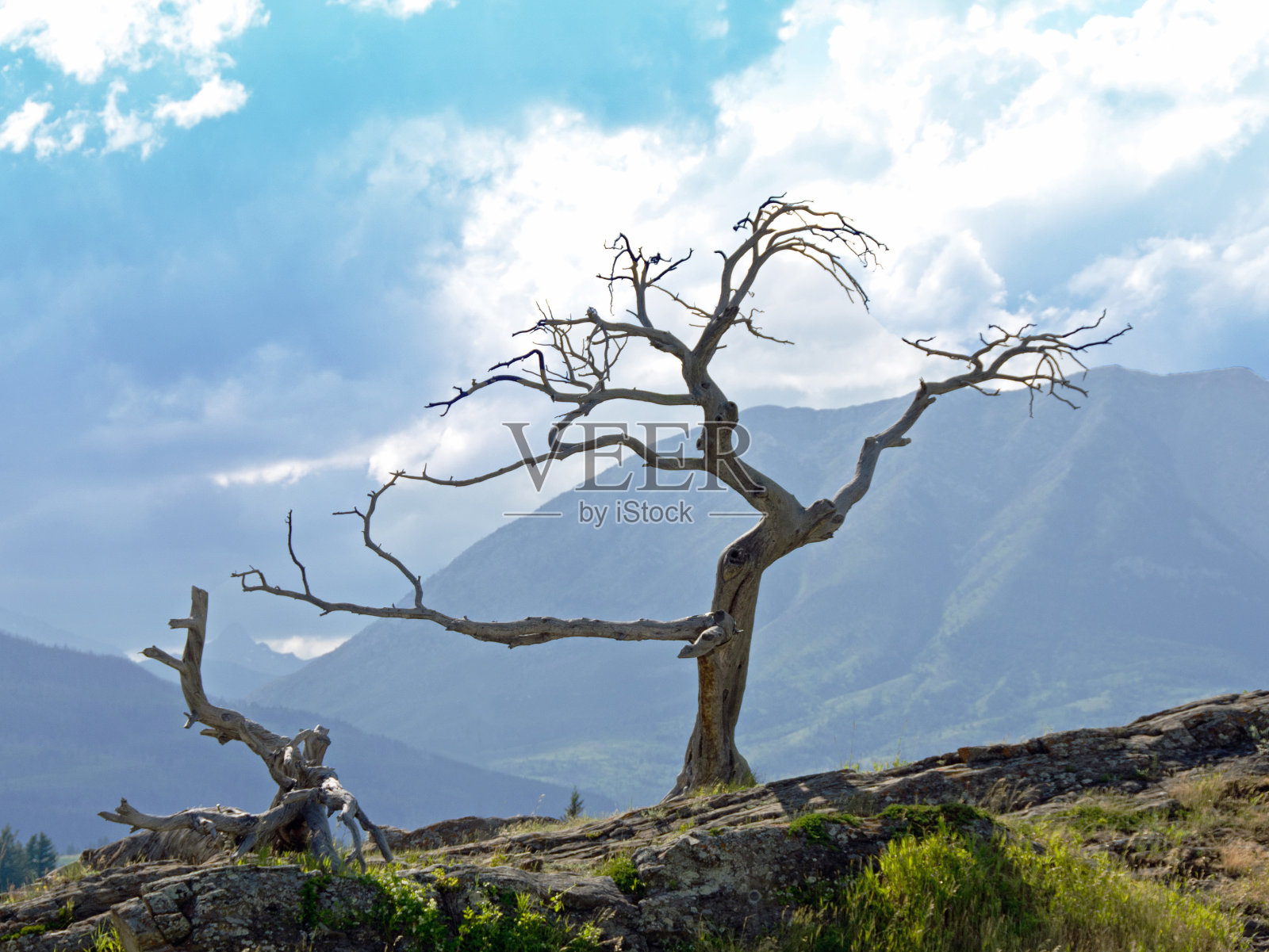 缅甸树和皇冠山口照片摄影图片
