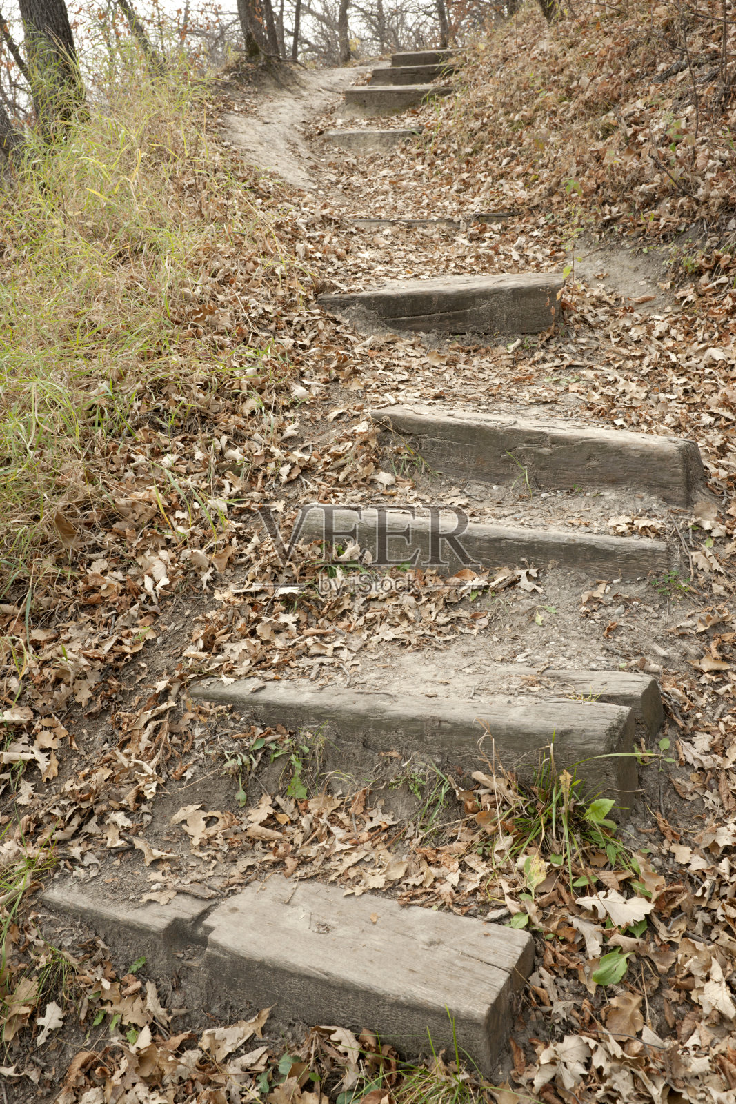 穿过树林的小径上的木楼梯照片摄影图片