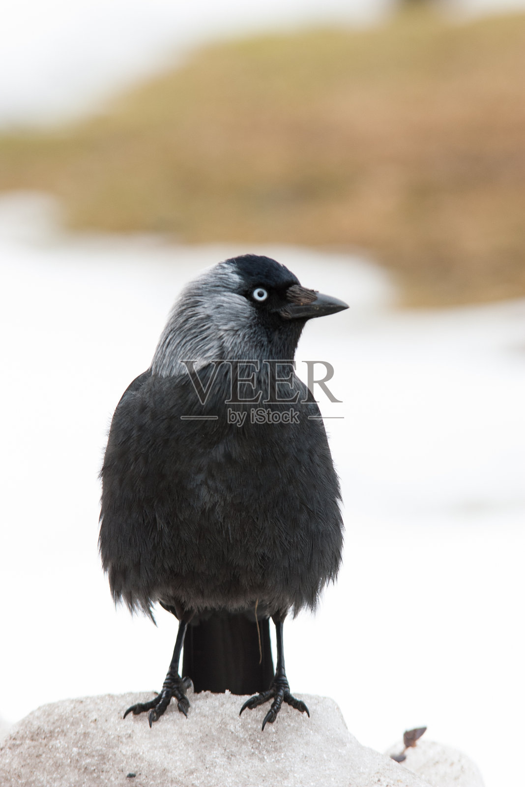 寒鸦照片摄影图片