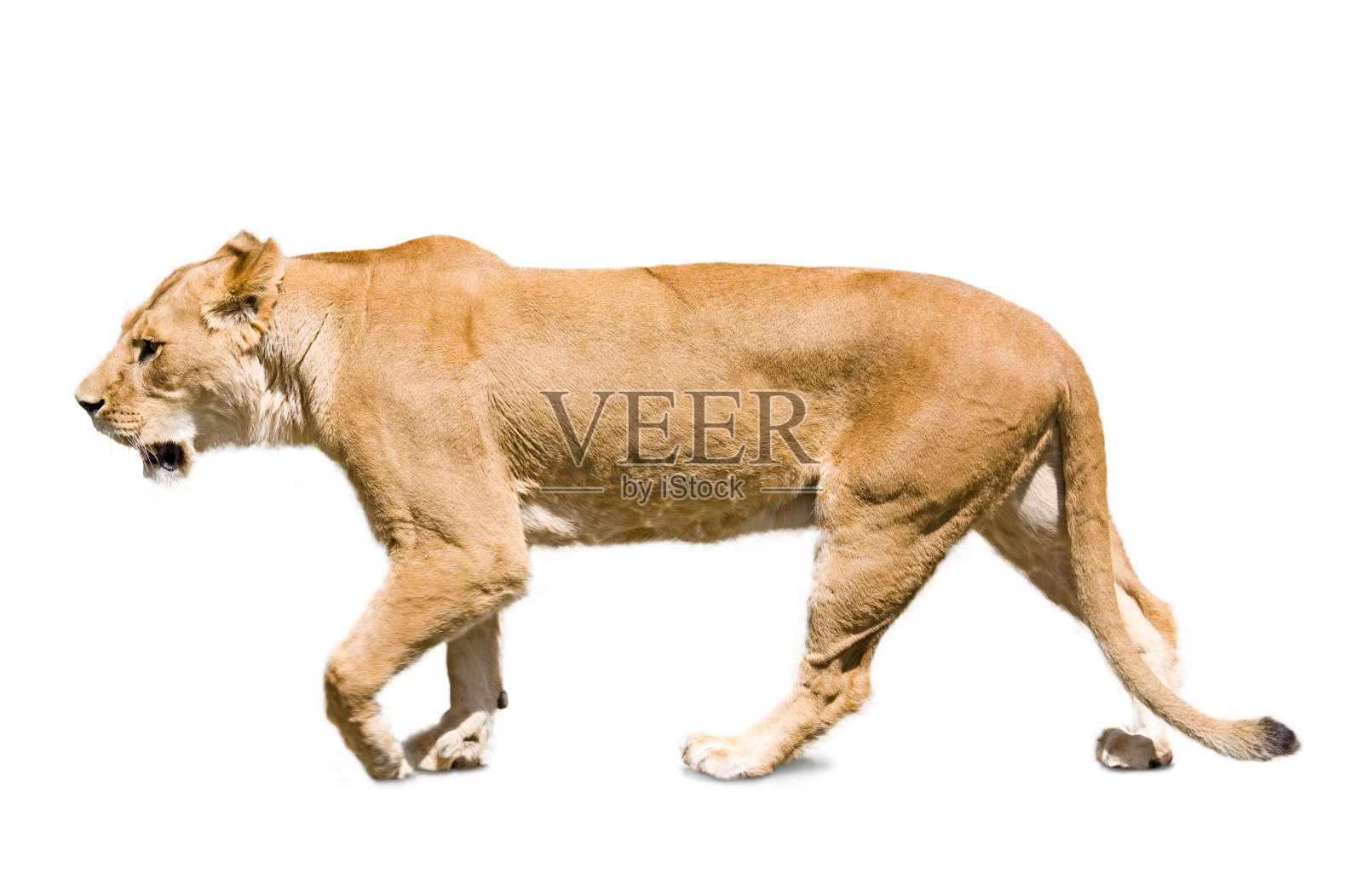 母狮照片摄影图片