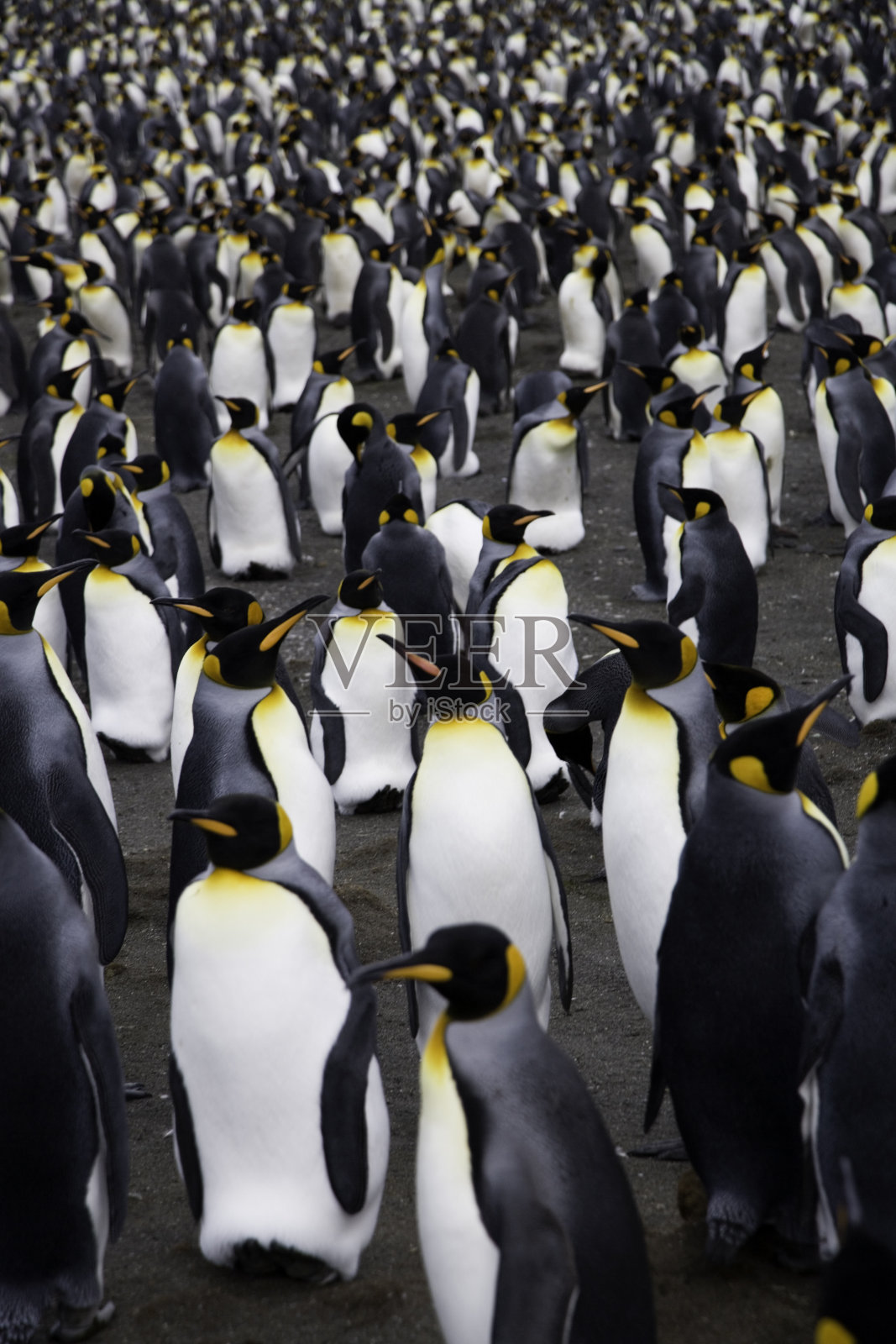 企鹅照片摄影图片