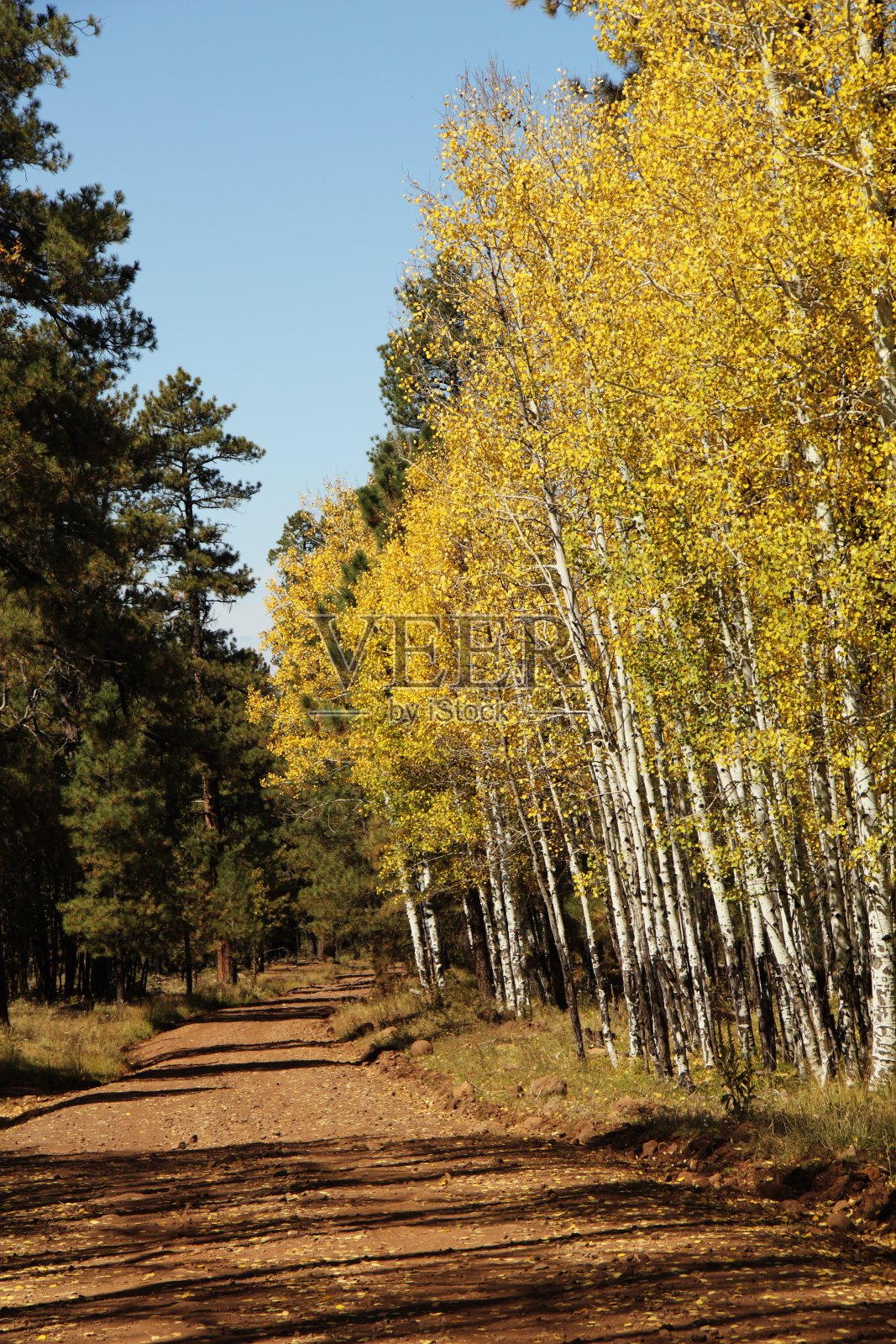 秋日白杨树照片摄影图片