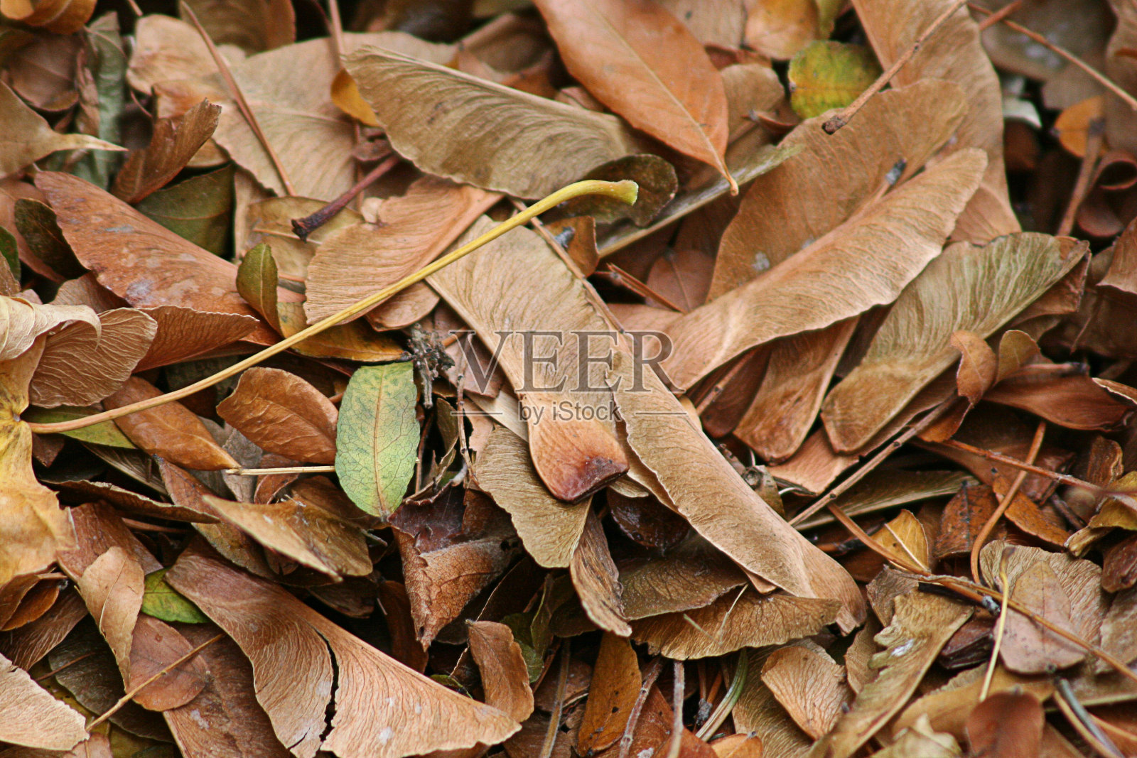 秋叶-直升机种子和叶霉照片摄影图片