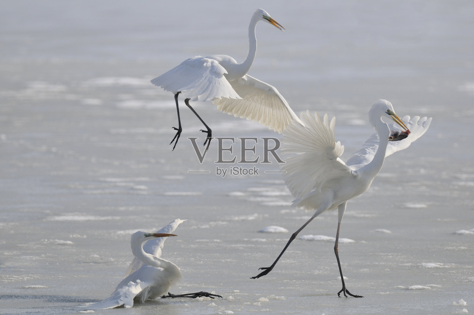 白鹭,白鹭照片摄影图片