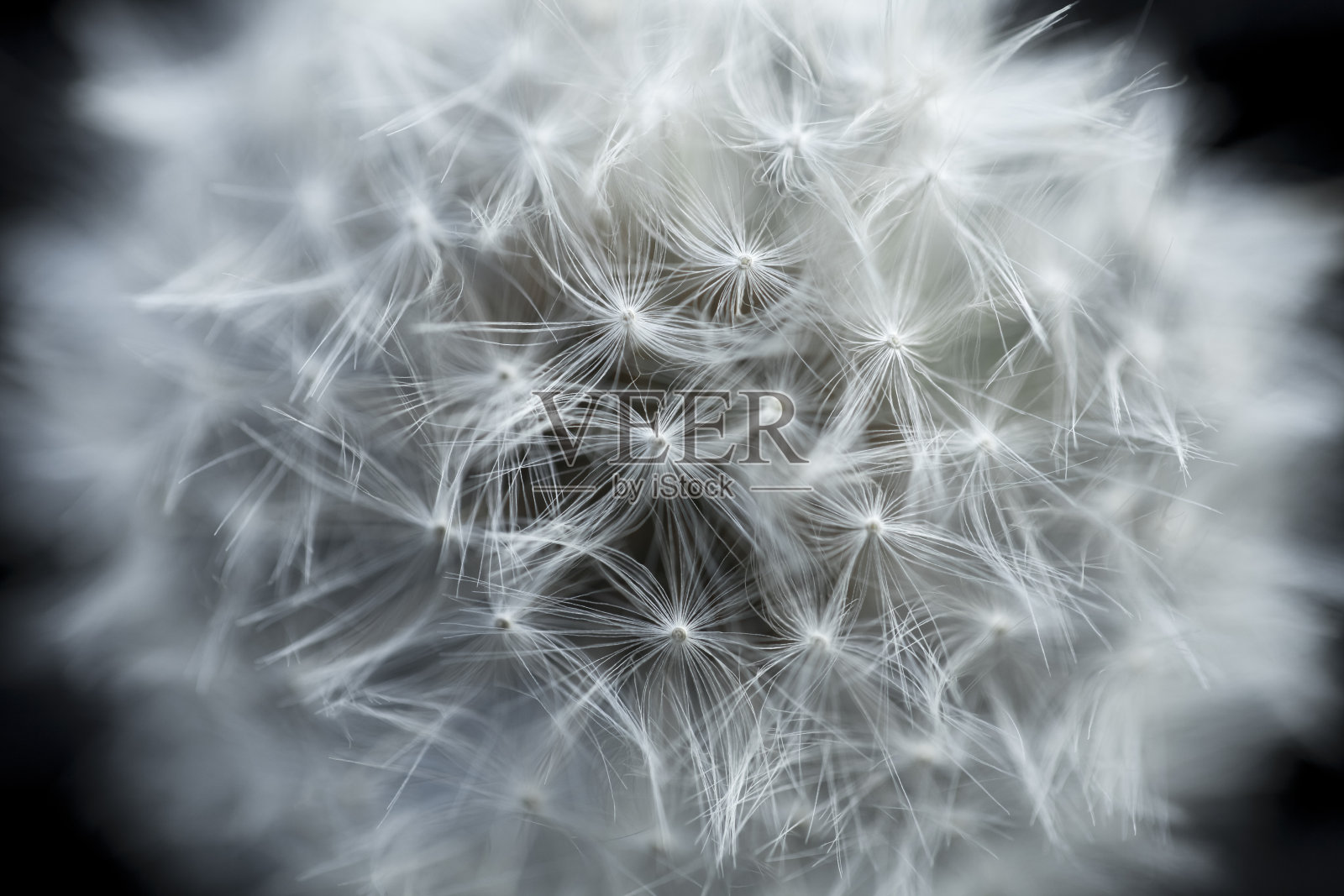 蒲公英照片摄影图片