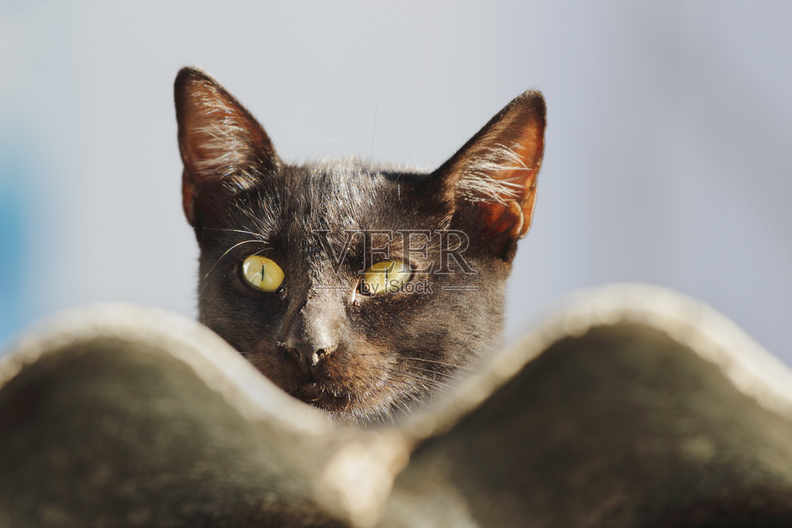 棕色的猫看尼科西亚城市屋顶在黎明塞浦路斯照片摄影图片