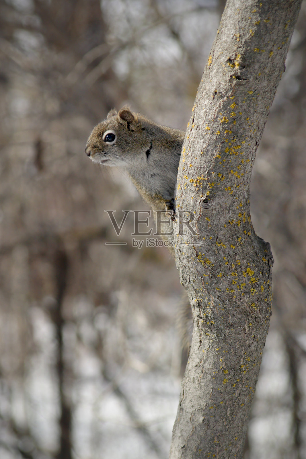 松鼠照片摄影图片