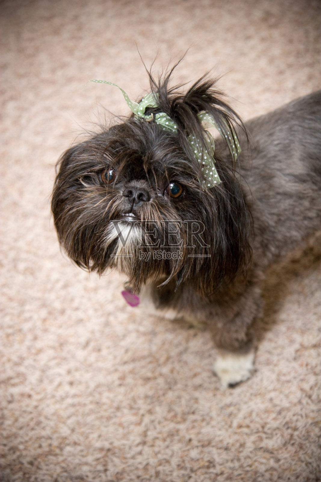 Shitzu狗照片摄影图片