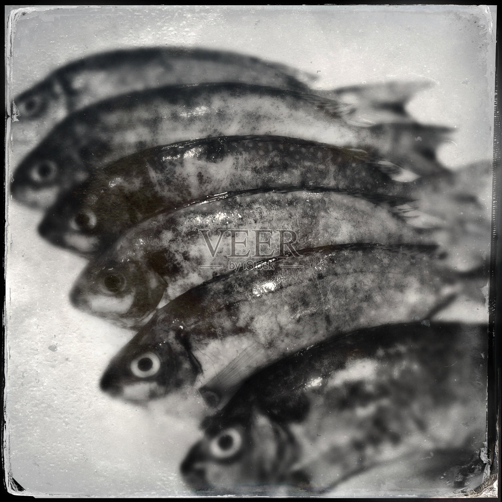 海洋的鱼照片摄影图片