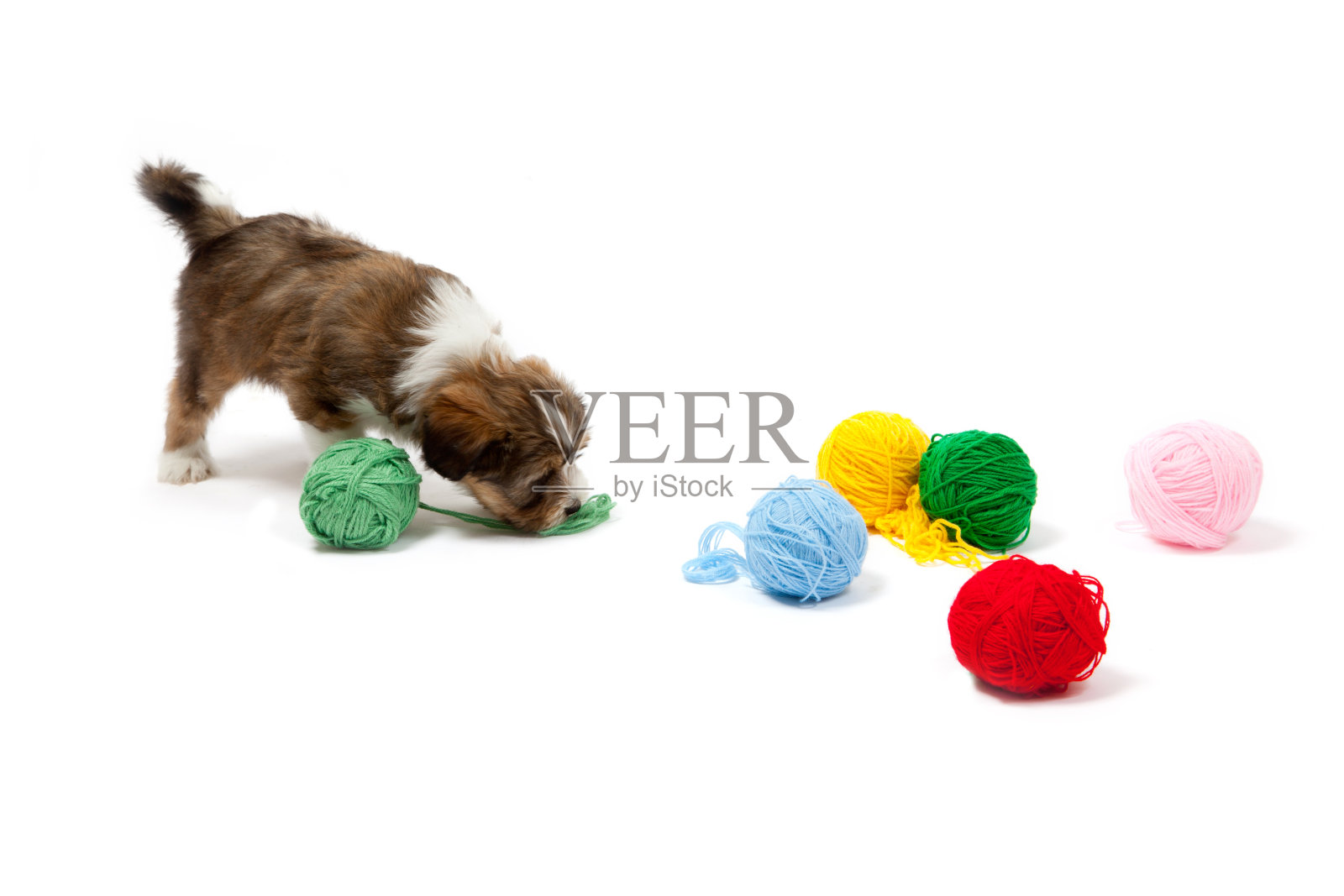 小孩儿和小藏獒在玩耍照片摄影图片