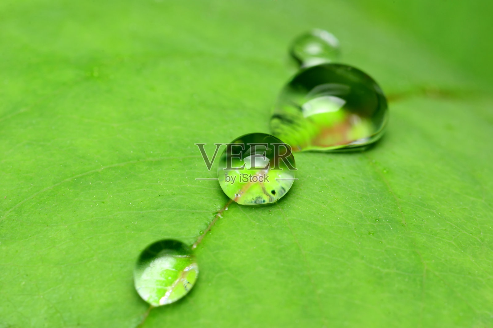 绿色的叶子照片摄影图片