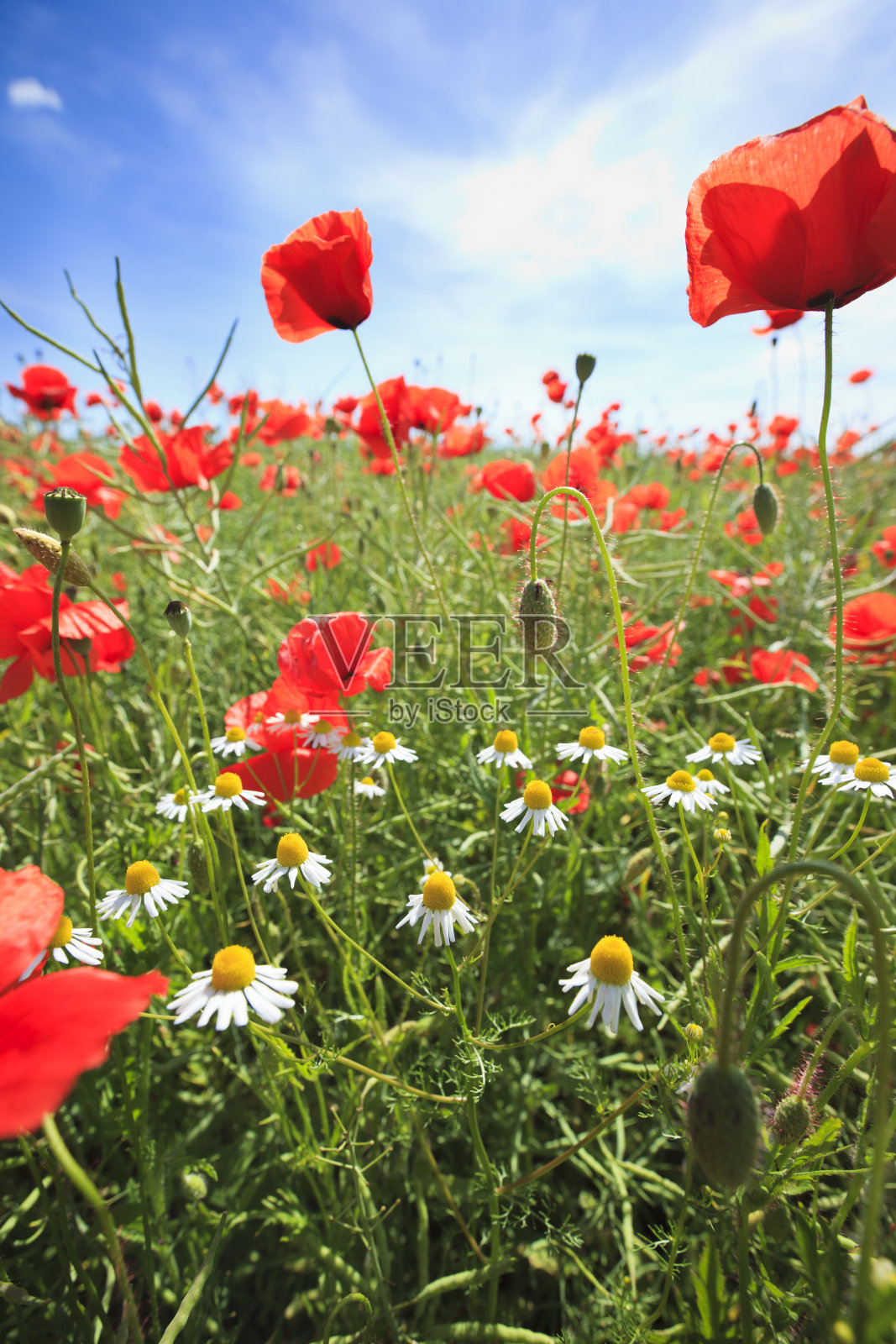 红色罂粟花照片摄影图片