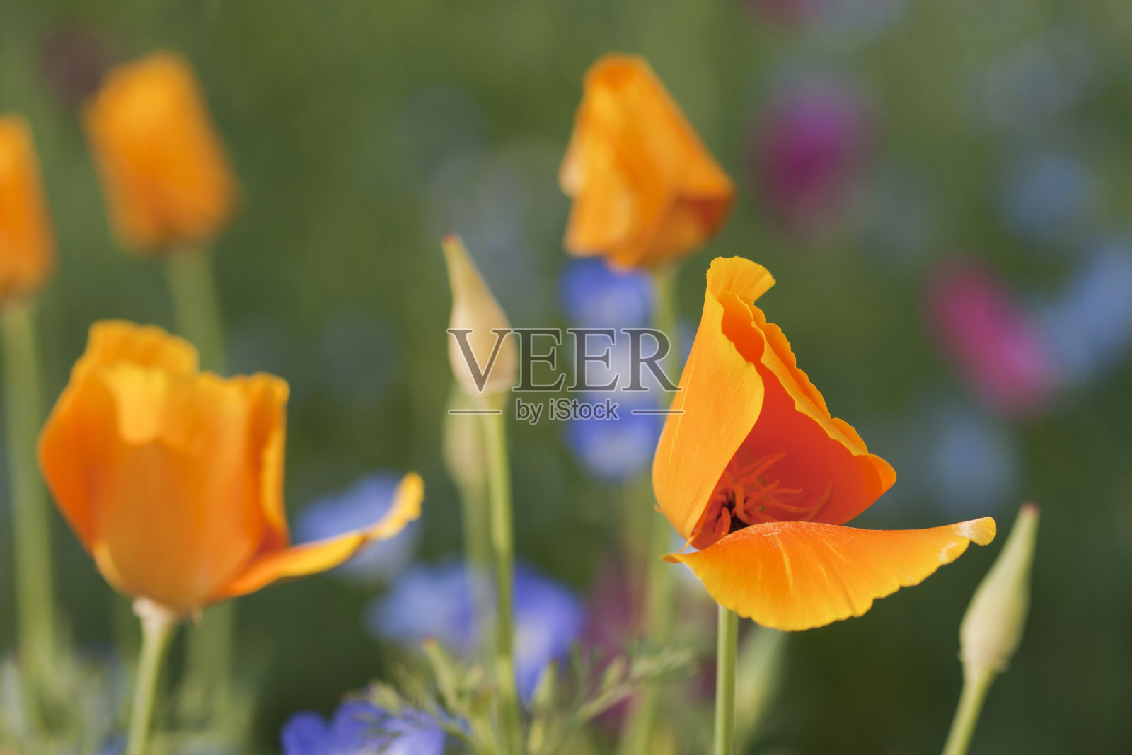 加州罂粟照片摄影图片