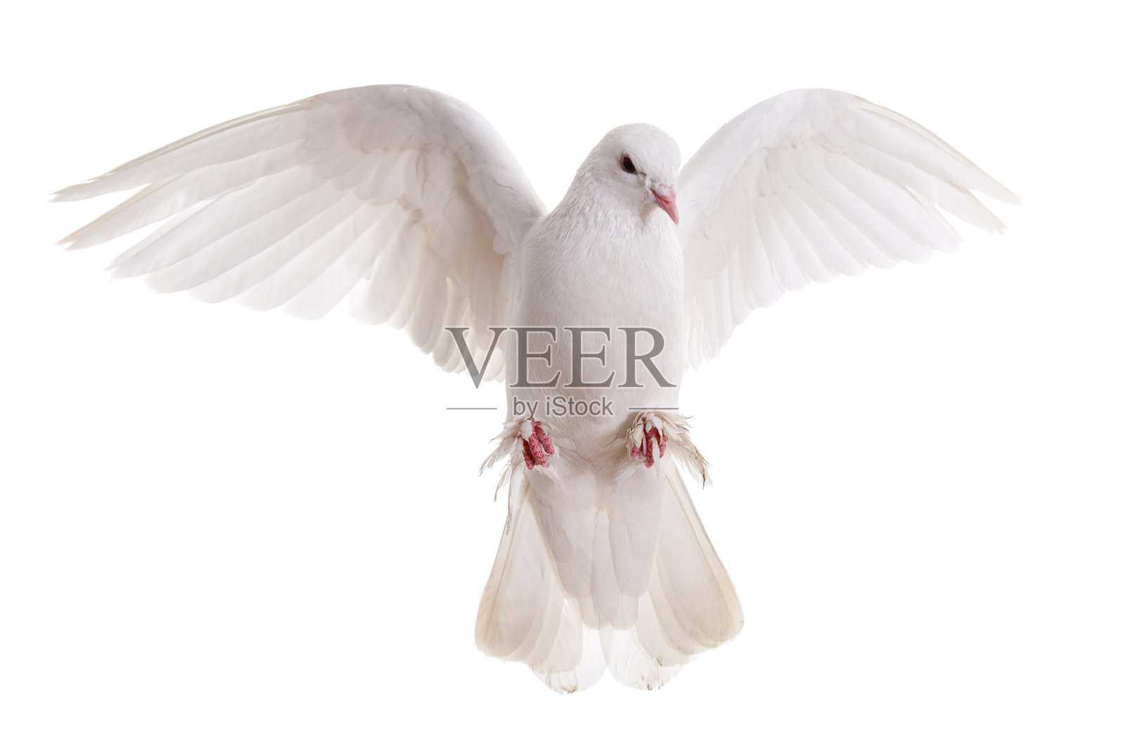 自由飞翔的白鸽孤立在背景上照片摄影图片