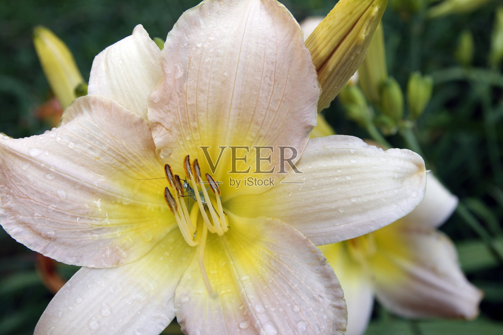 莉莉照片摄影图片