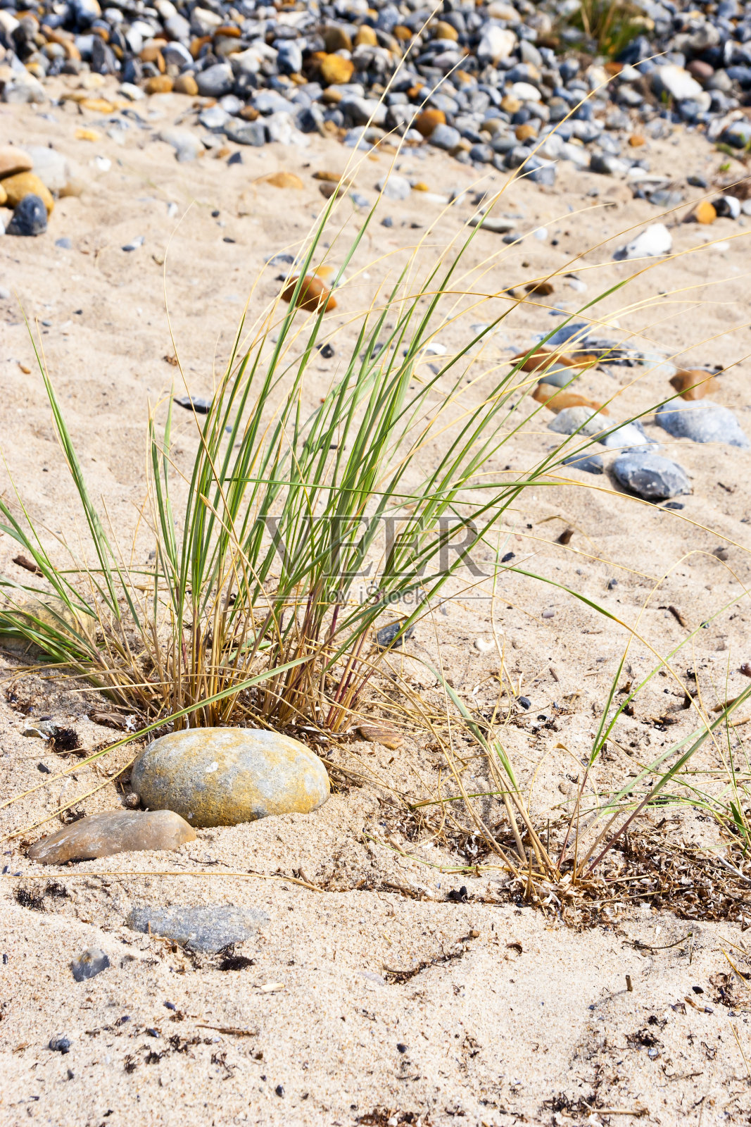 海滩上的海草,石头和琥珀照片摄影图片