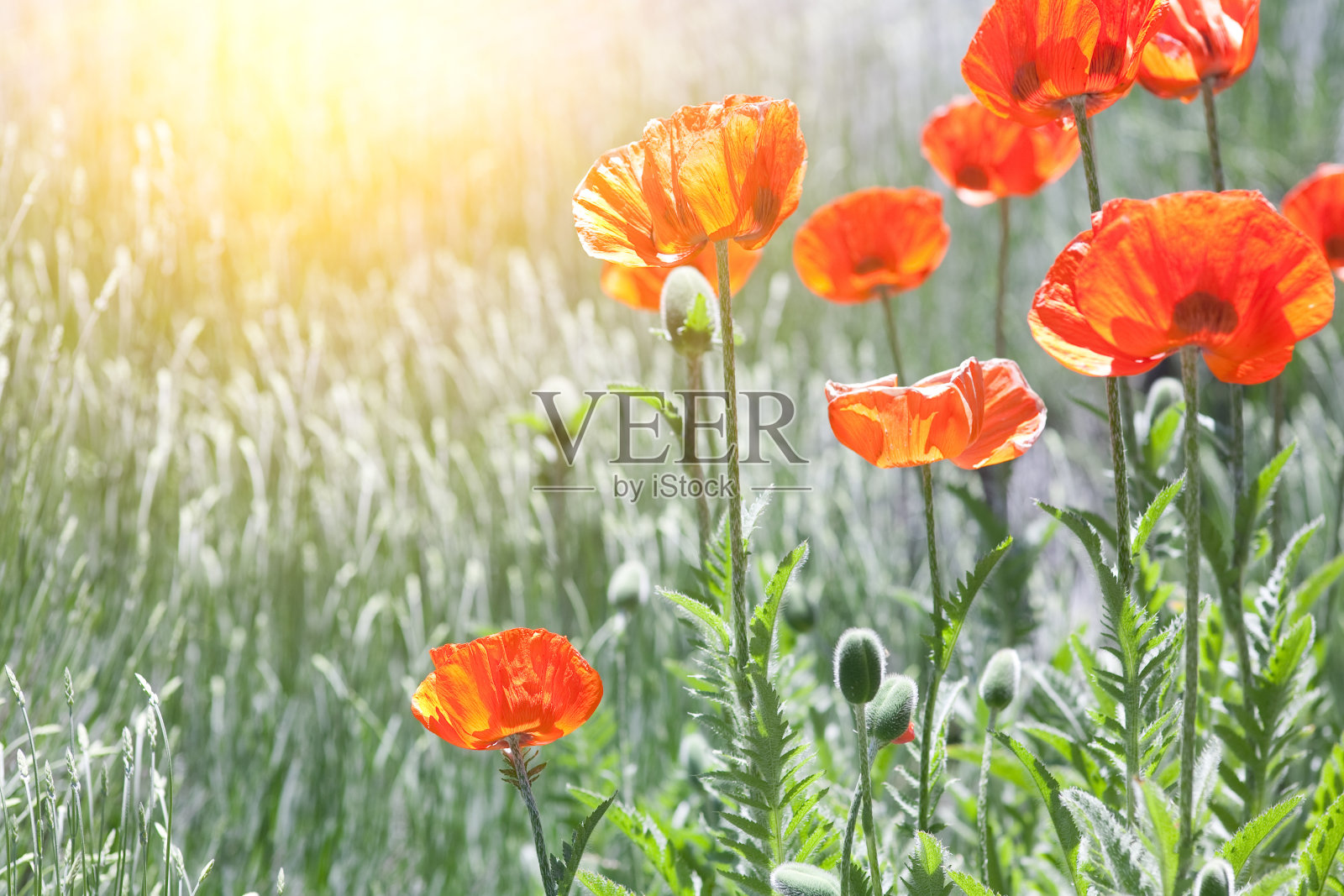 罂粟花照片摄影图片