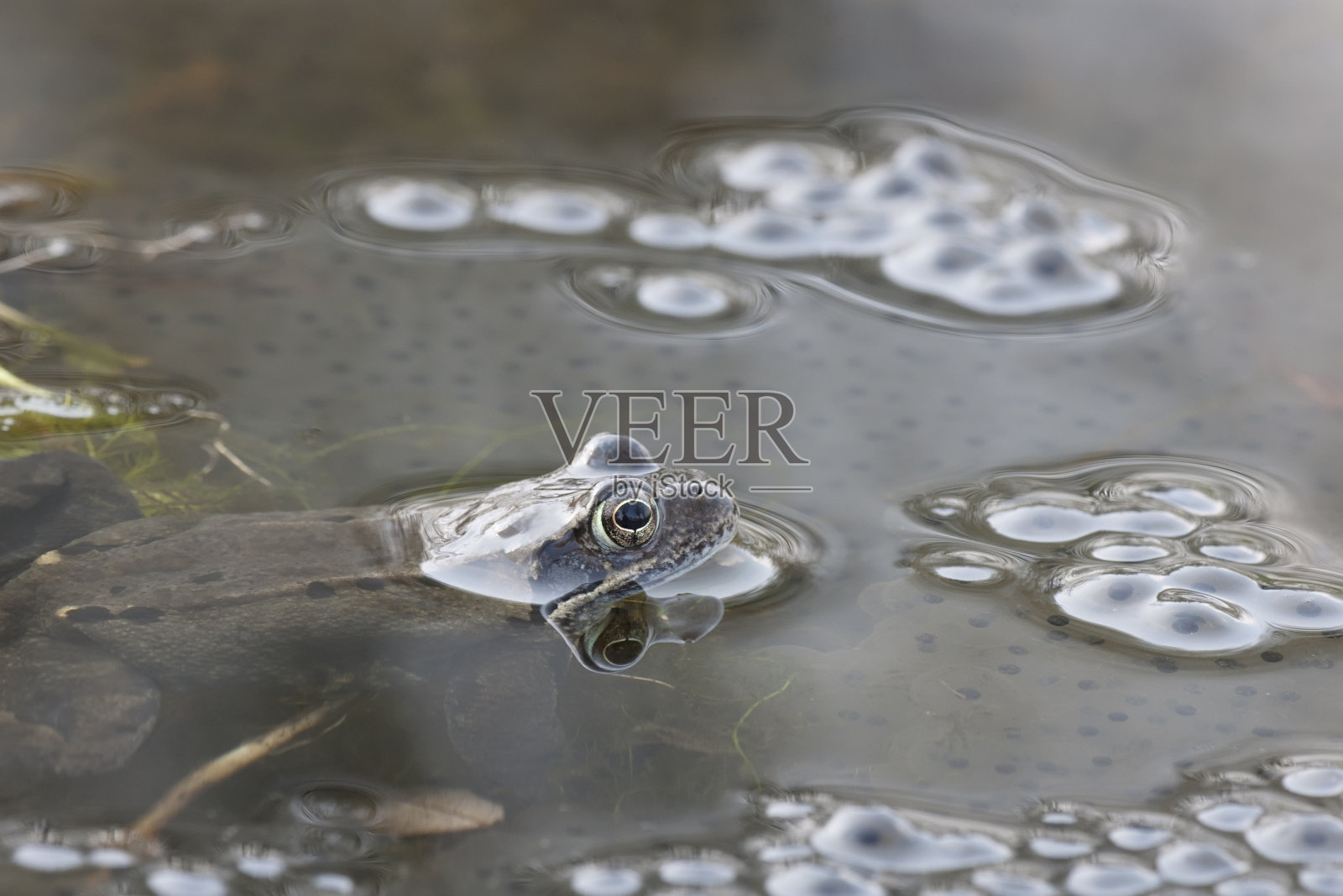 普通蛙类(林蛙)照片摄影图片