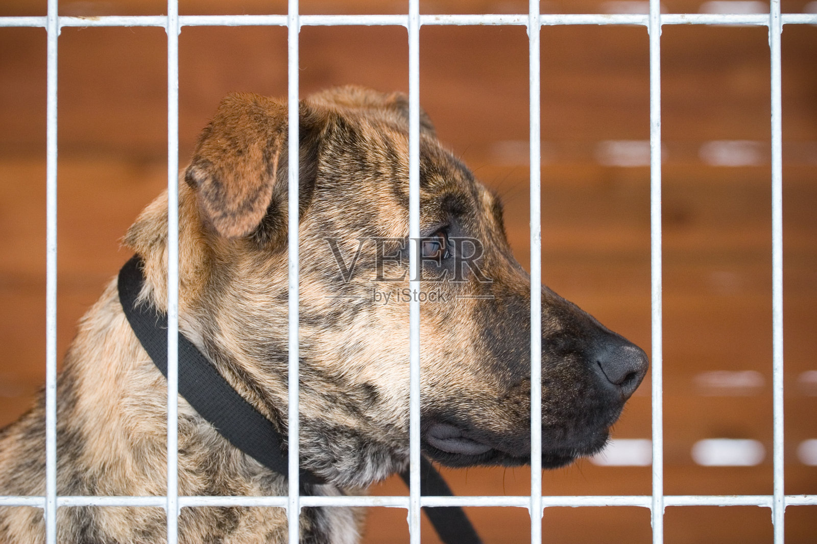 悲伤的狗等待被领养照片摄影图片