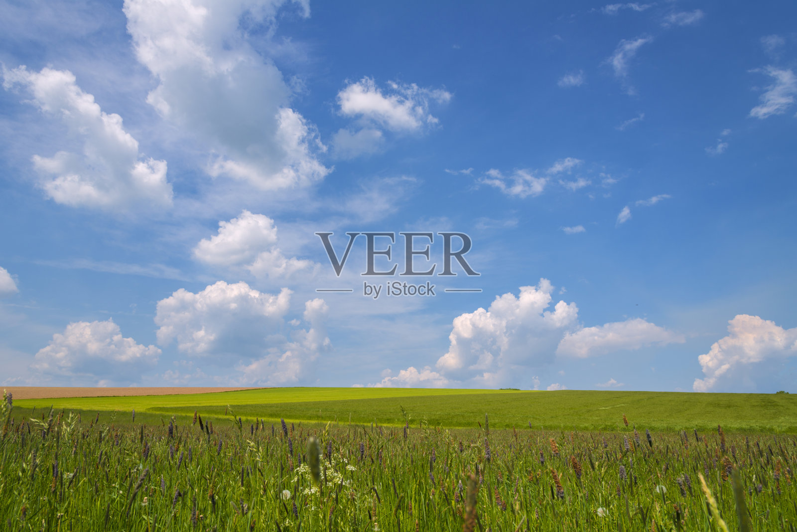 在春天有广阔的草地和草的景观照片摄影图片