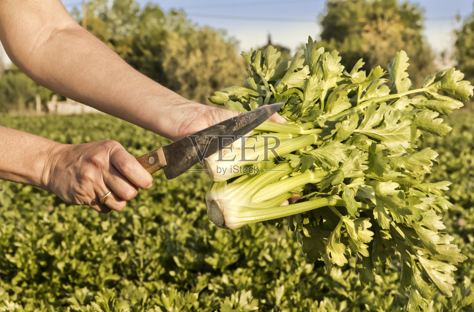 芹菜收获照片摄影图片
