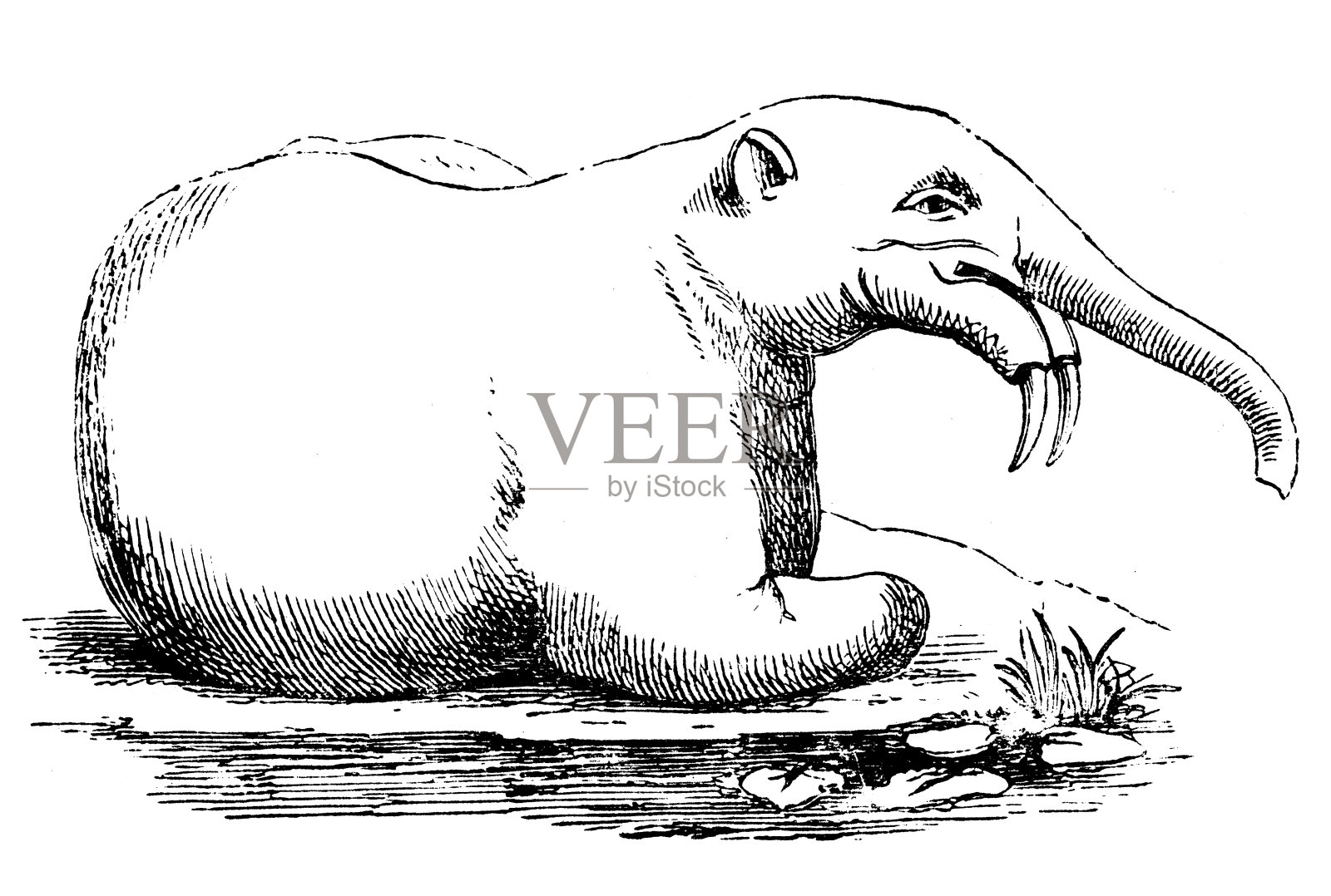 Deinotherium的古董插图设计元素图片