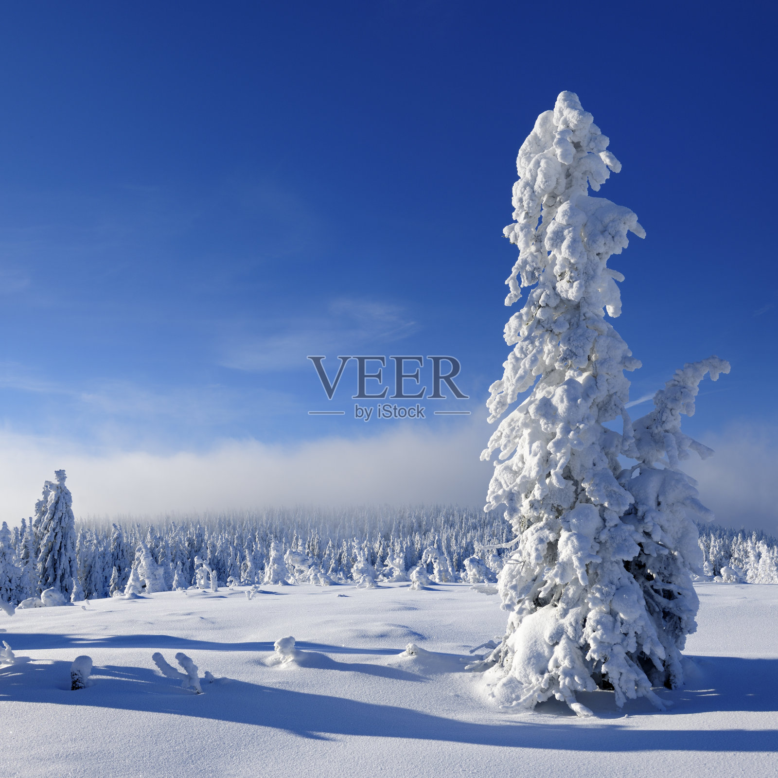 冬季景观与雪覆盖云杉和接近降雪照片摄影图片