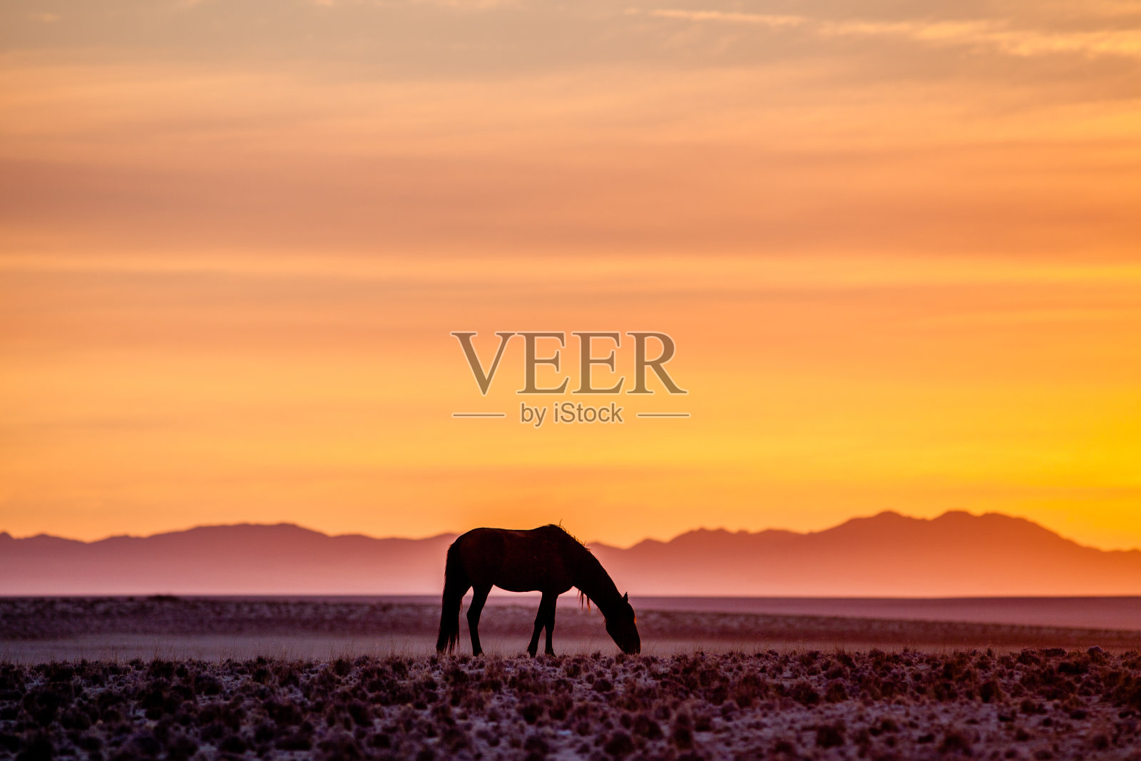 日落时沙漠中的马照片摄影图片