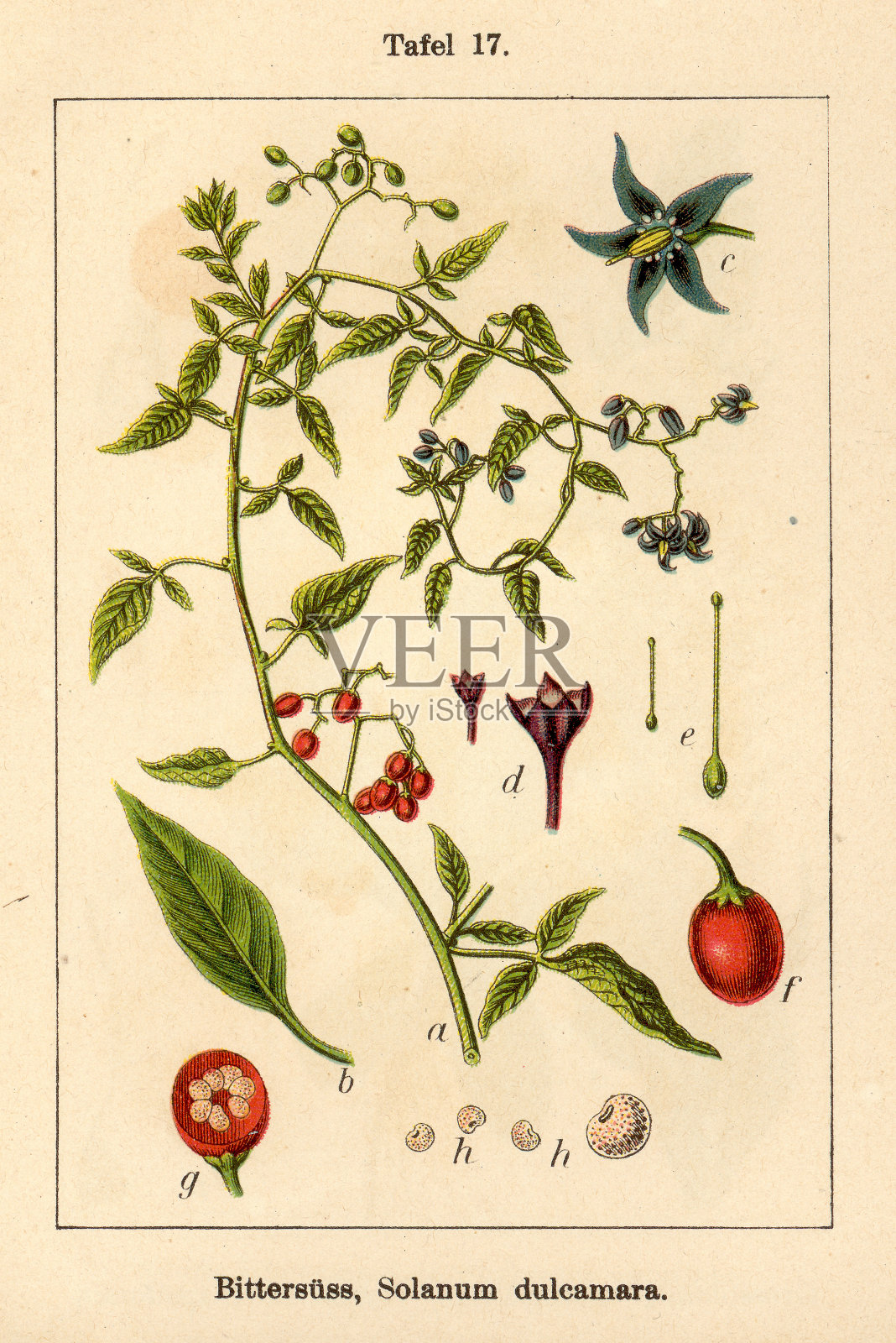 植物学FiA v10 t17 dulcamara茄设计元素图片