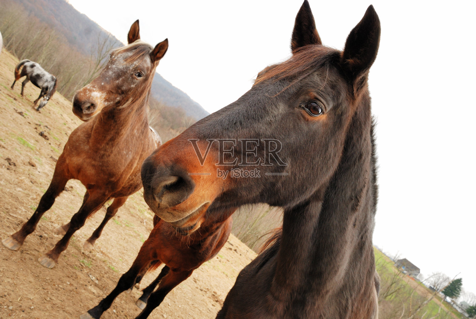 马照片摄影图片