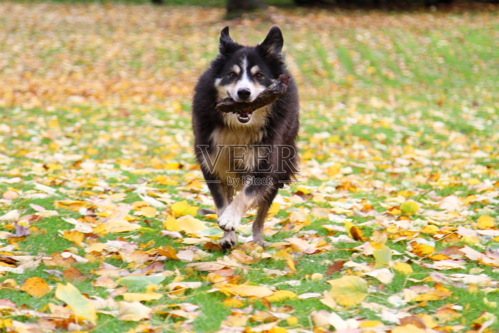 美丽的边境牧羊犬在树叶间奔跑照片摄影图片