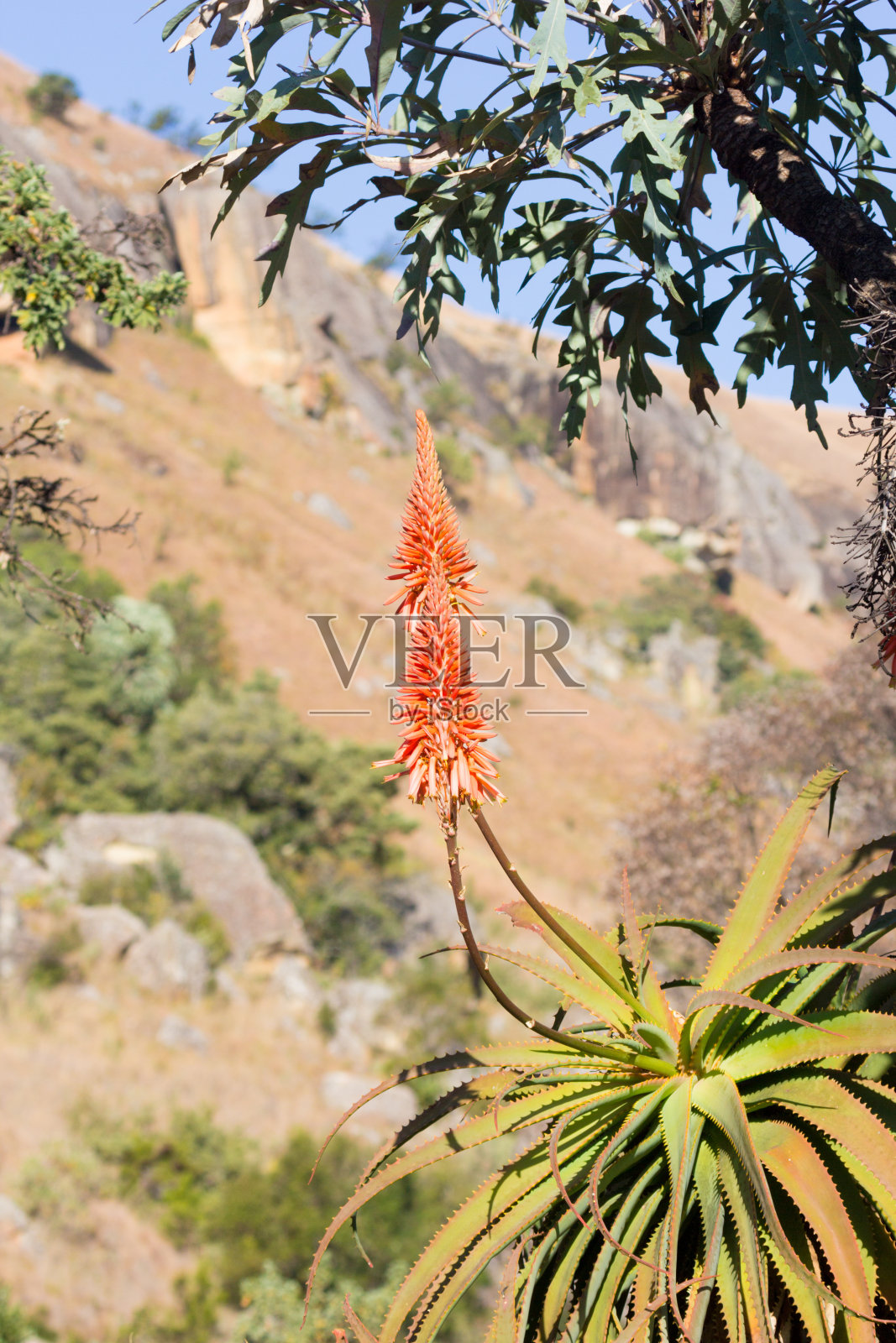 南非德拉肯斯堡的非洲沉香照片摄影图片