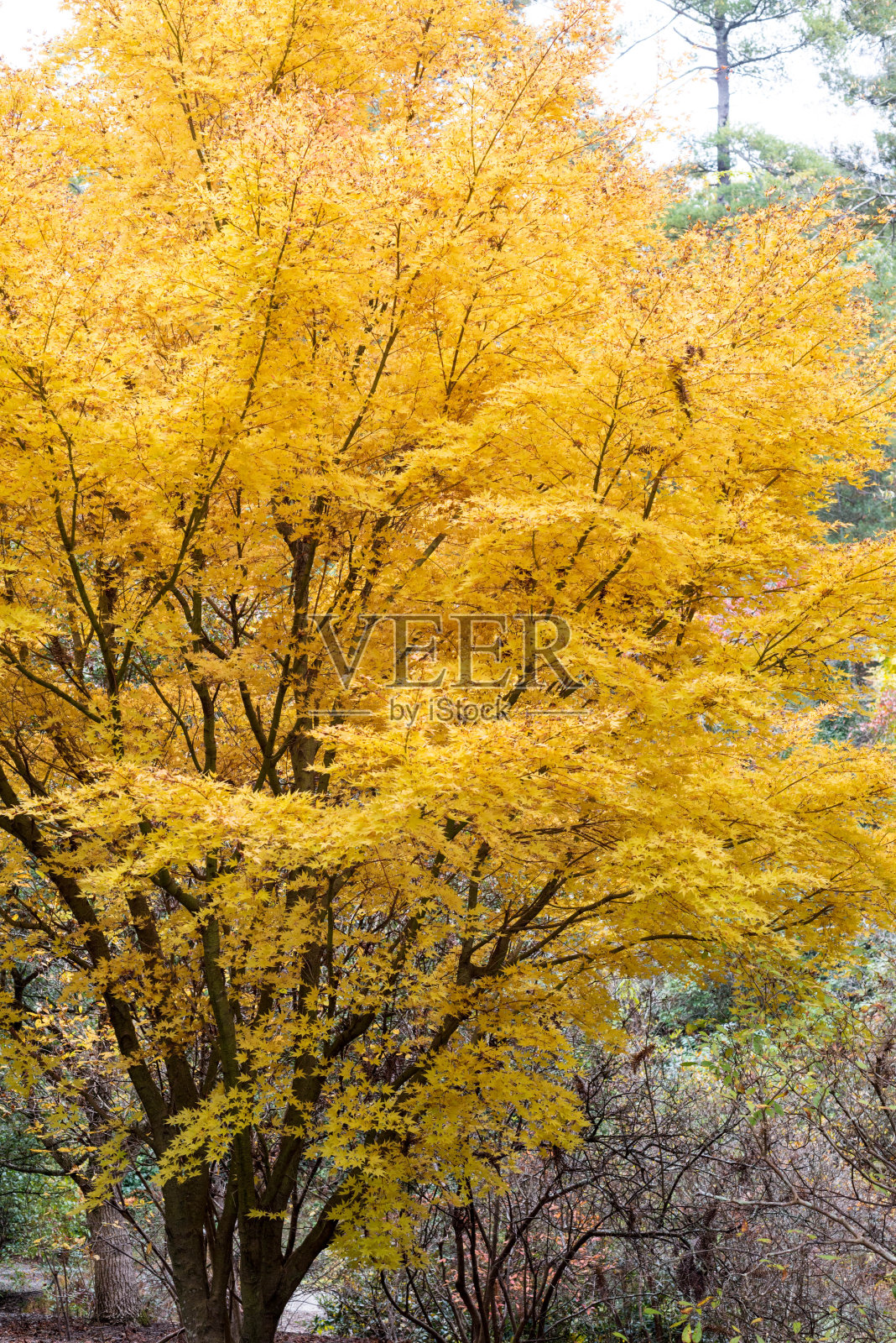 金树在秋天的季节照片摄影图片