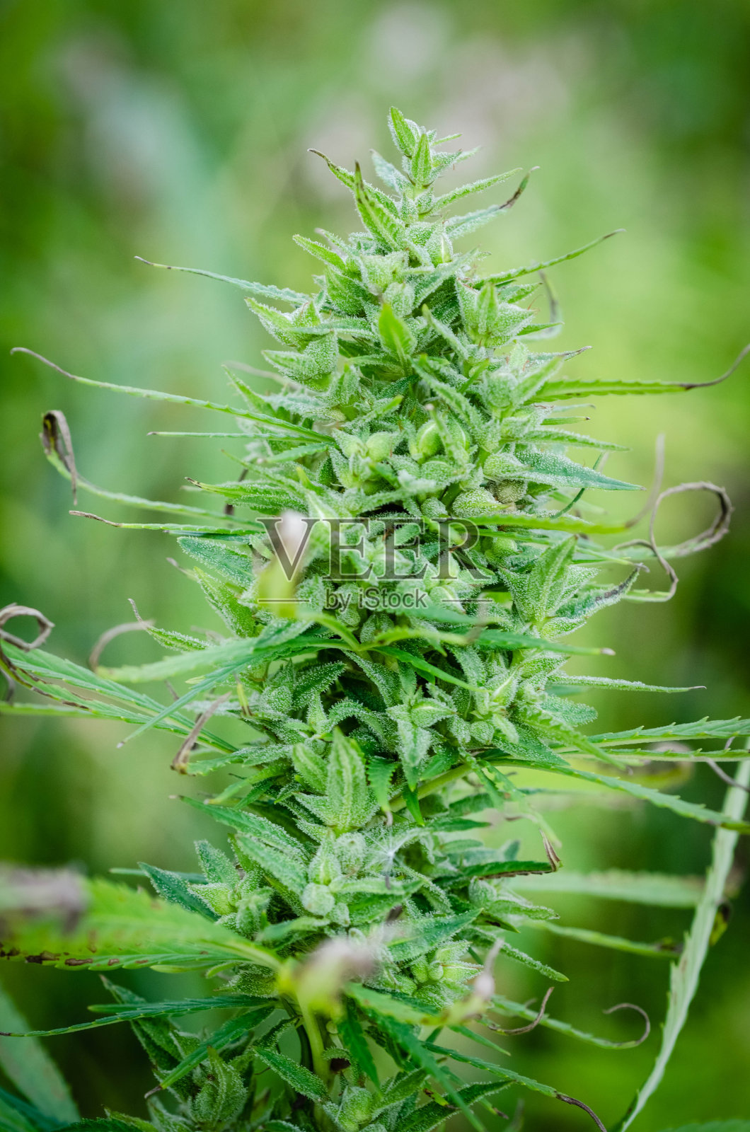 医疗大麻芽照片摄影图片