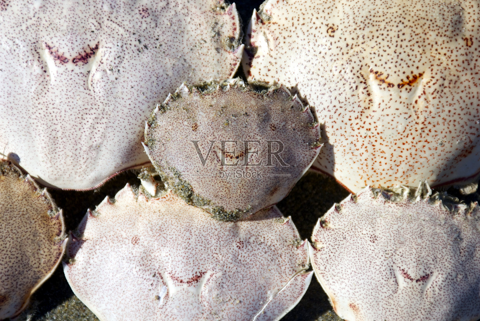 微笑桨蟹壳的背景照片摄影图片