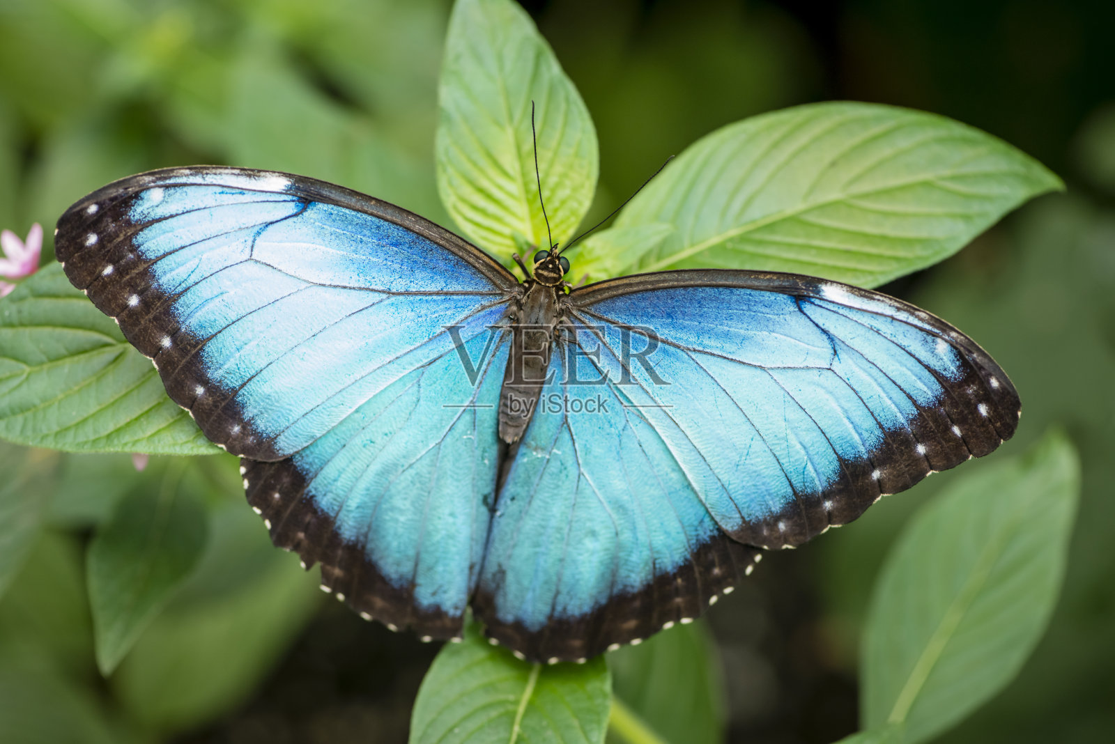 蓝 morpho 蝴蝶照片摄影图片