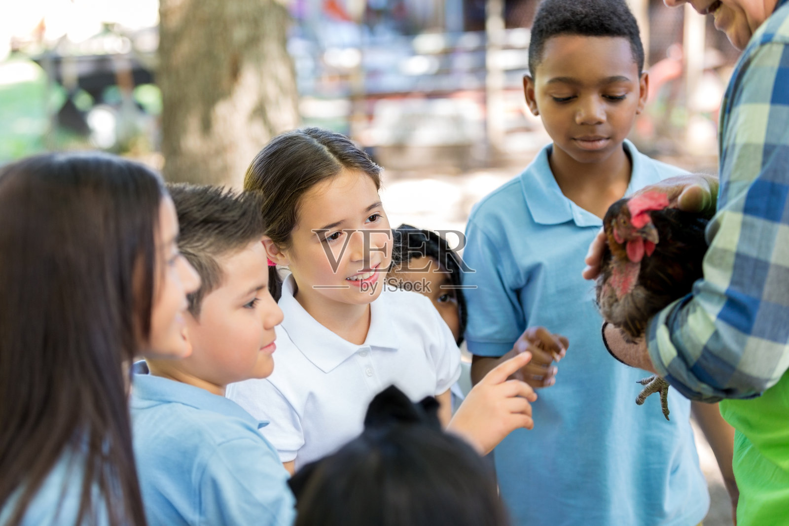 不同的学生在鸡舍农场实地考察照片摄影图片