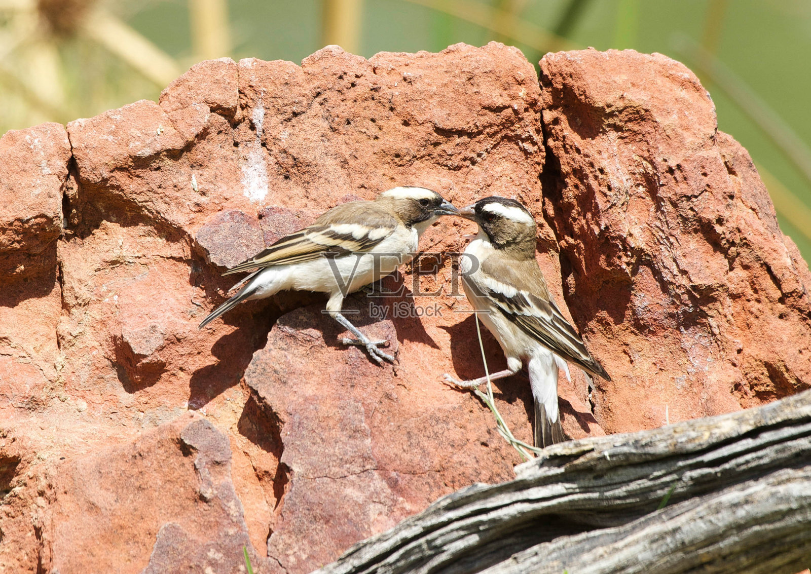 鸟栖息在岩石上的特写镜头照片摄影图片